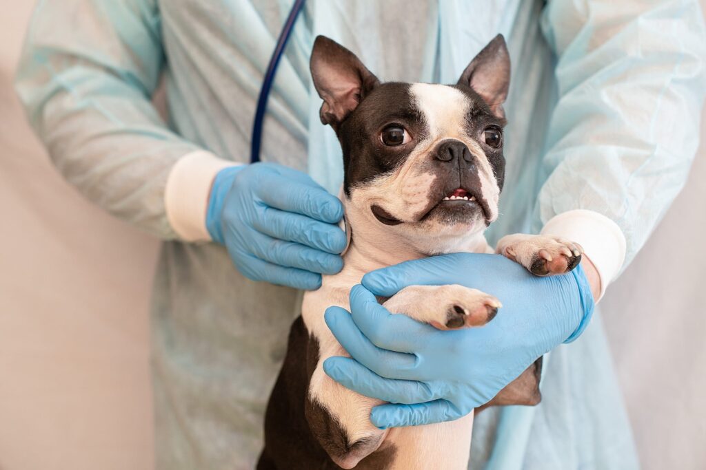 Dog receiving a checkup by veterinarian.