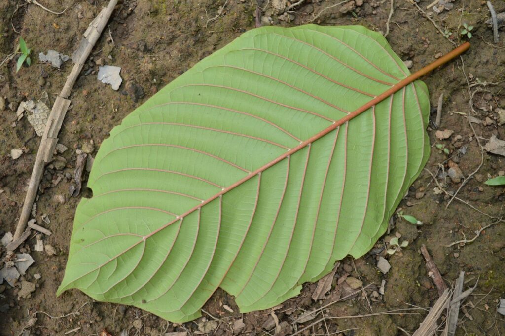 Types of Kratom Strains & What They Do Types of Kratom Strains & What They Do - red vein kratom strain