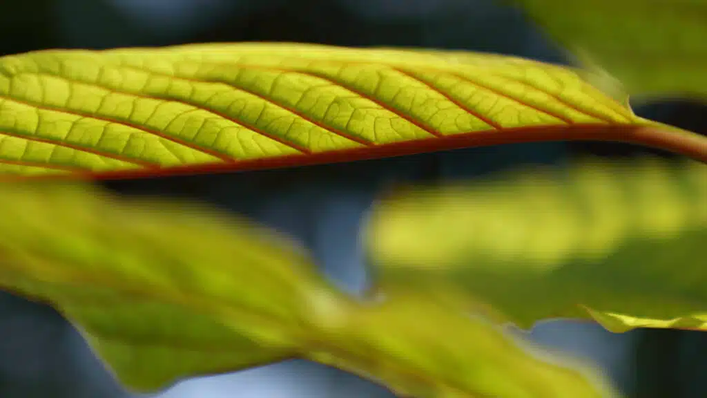Red Kratom