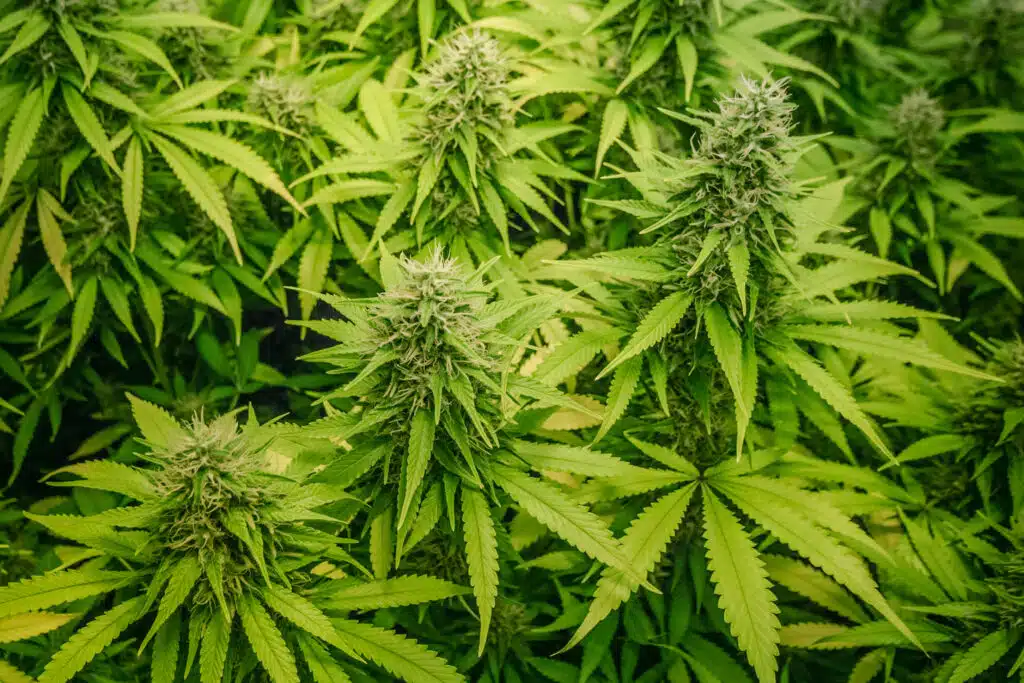 Stoner’s Dictionary: Common Terms and Definitions for THC - AdobeStock 263314891 - 42 Degrees Dispensary in Omaha, Lincoln, Bellevue, Council Bluffs and Beyond. Stoner's Dictionary