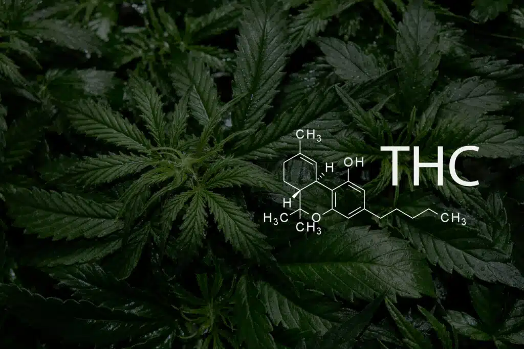 Tetrahydrocannabinol. Cannabis plant close up with chemical formula THC.