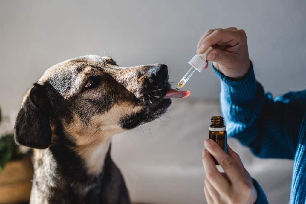 CBD for Dogs