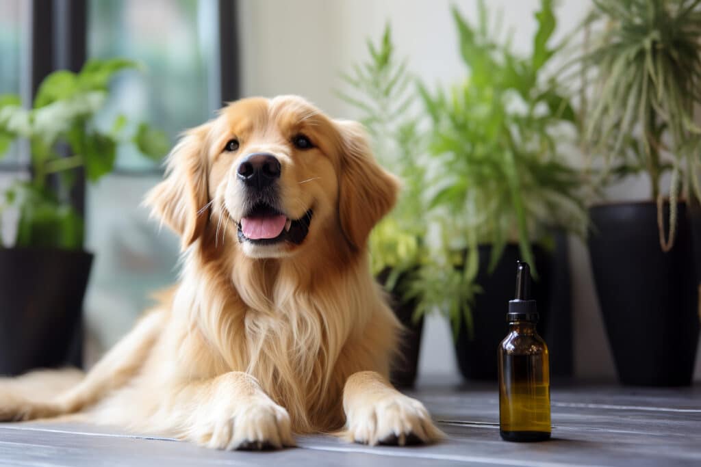 CBD for Dogs