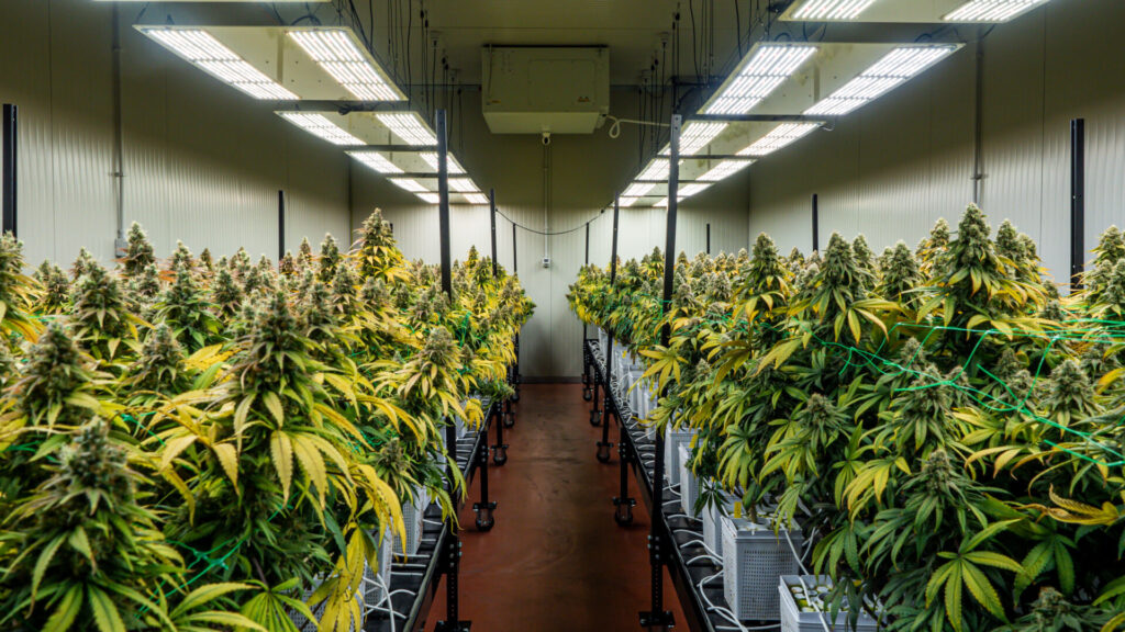 The Evolution of Cannabis: Comparing Modern Strains to the Past - AdobeStock 436363368 - 42 Degrees Dispensary in Omaha, Lincoln, Bellevue, Council Bluffs and Beyond. The Evolution of Cannabis