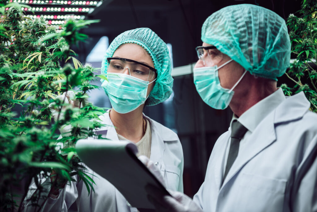 The Evolution of Cannabis: Comparing Modern Strains to the Past - AdobeStock 518646019 1 - 42 Degrees Dispensary in Omaha, Lincoln, Bellevue, Council Bluffs and Beyond. The Evolution of Cannabis
