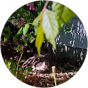 Caroline profile picture