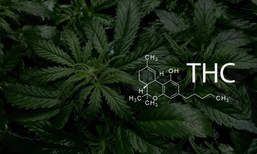 Tetrahydrocannabinol. Cannabis plant close up with chemical formula THC.