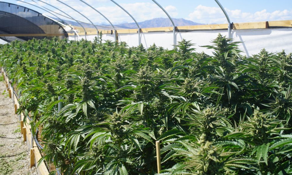 Outdoor Bright Greenhouse Full of Mature Marijuana Plants. Agricultural Farming of Legal Weed
