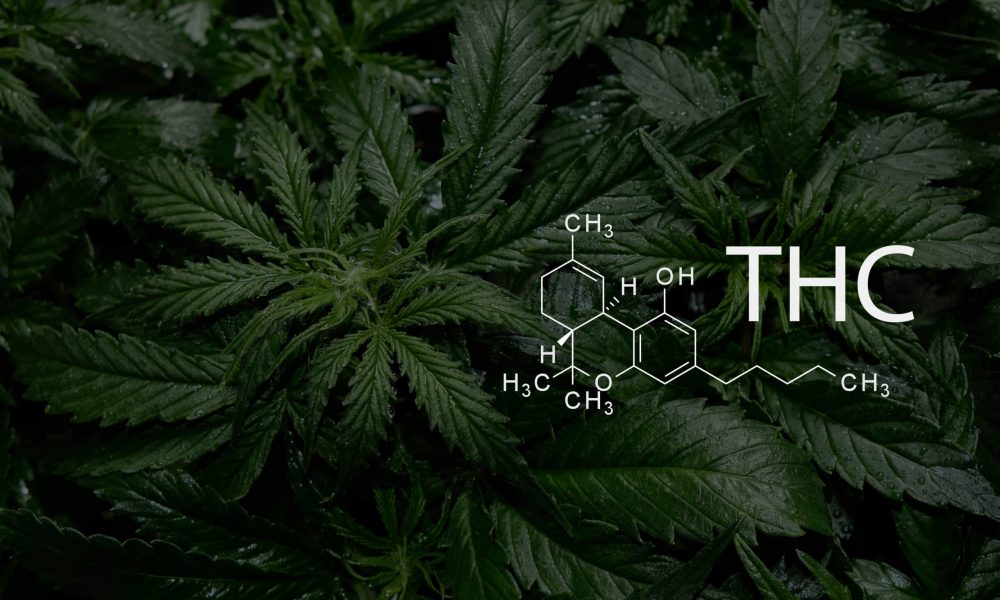 Tetrahydrocannabinol. Cannabis plant close up with chemical formula THC.
